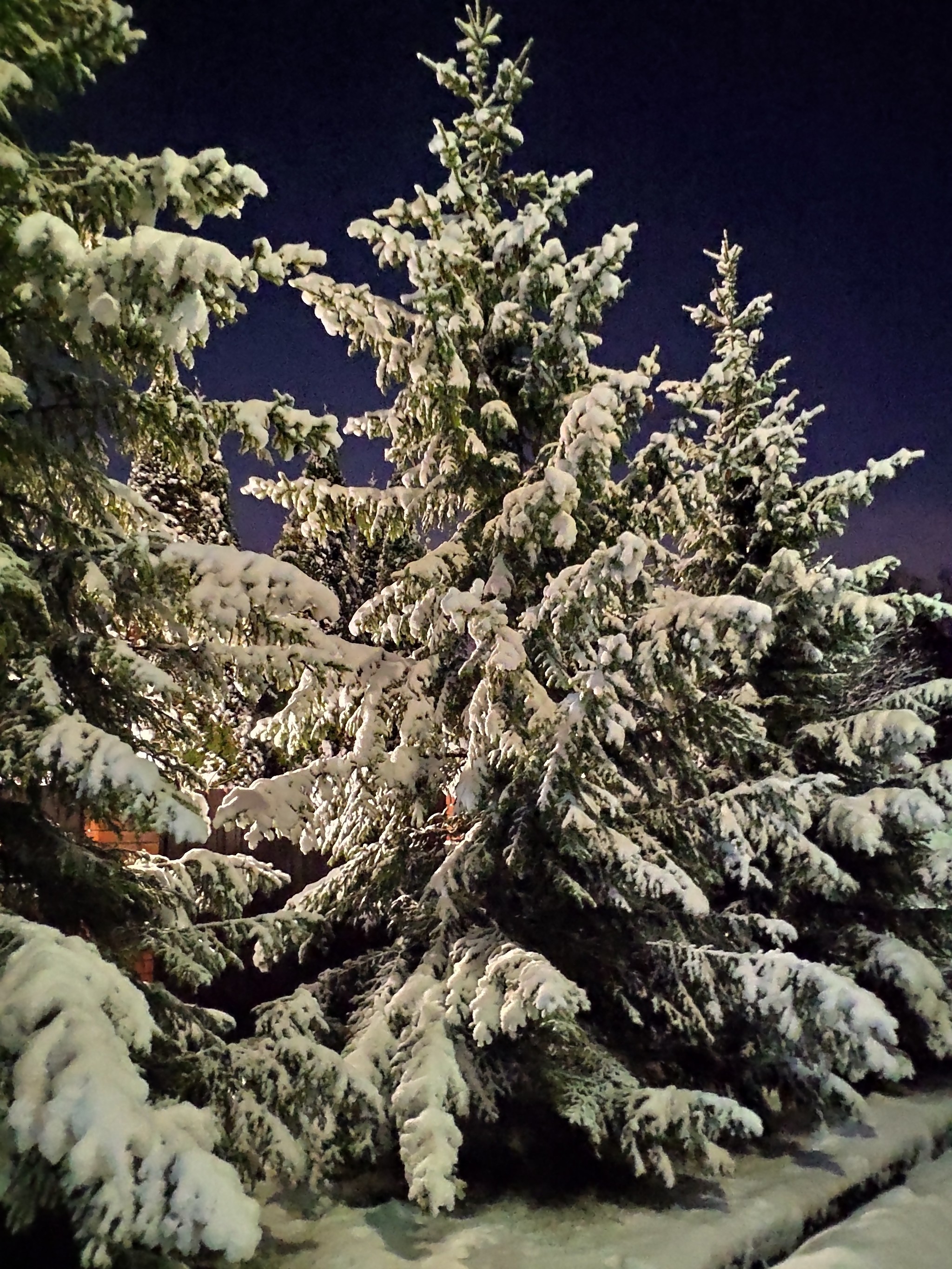 Our trees finally have their Christmas look! - My, Snowfall, Moscow region, Christmas tree, Mobile photography, Night mode, Winter, Snow