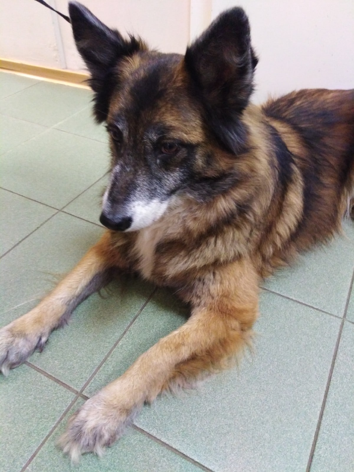 Guys, I really need help. The dog has until Monday. Next is the street. St. Petersburg and Leningrad region - My, Dog, No rating, In good hands, Animal Rescue, Leningrad region, Saint Petersburg, Longpost, Help