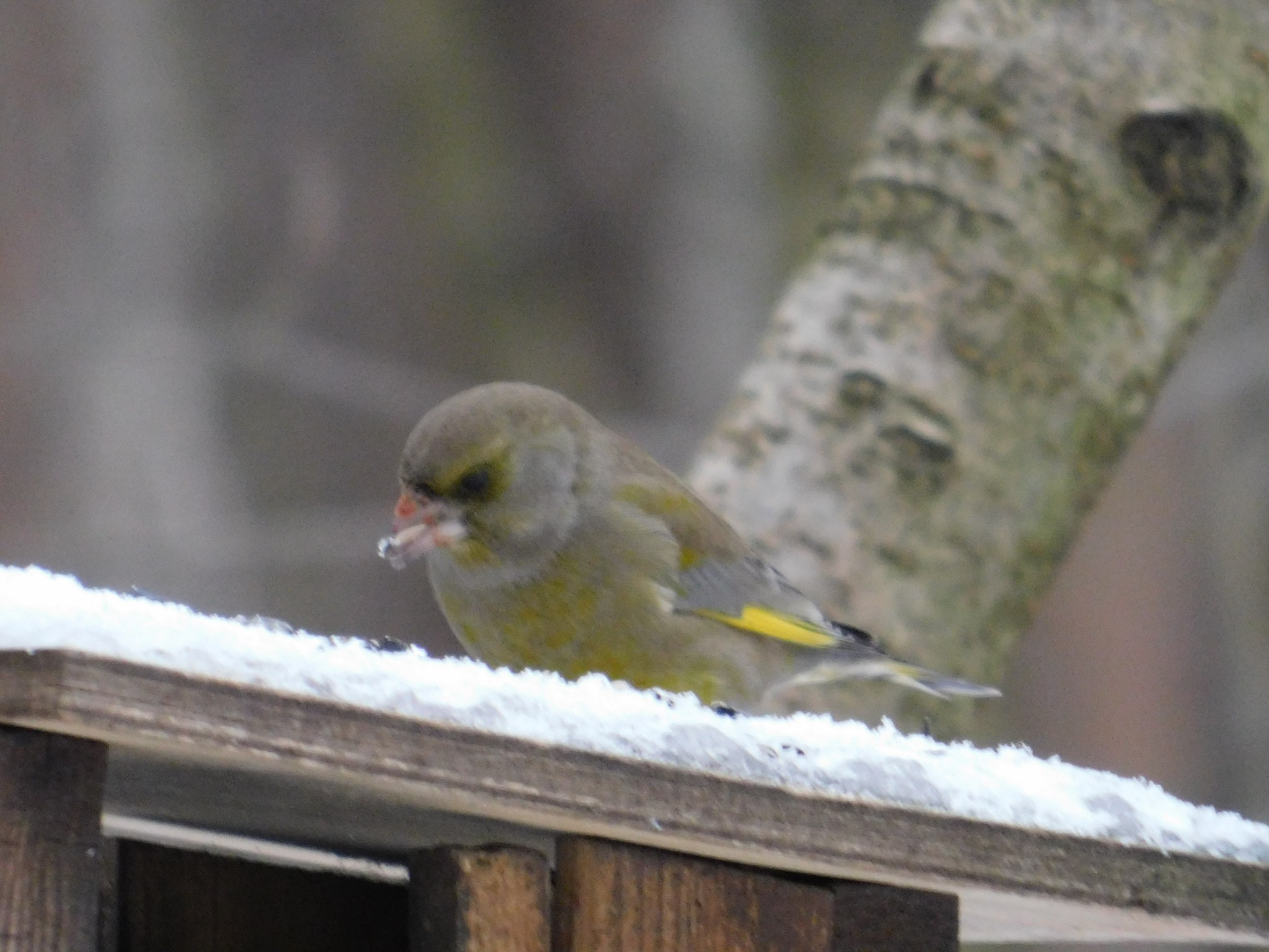 Green flowers in Sosnovka park. 01/06/2020 - My, Greenfinch, Birds, Bird watching, Ornithology, Saint Petersburg, Sosnovka Park, Longpost