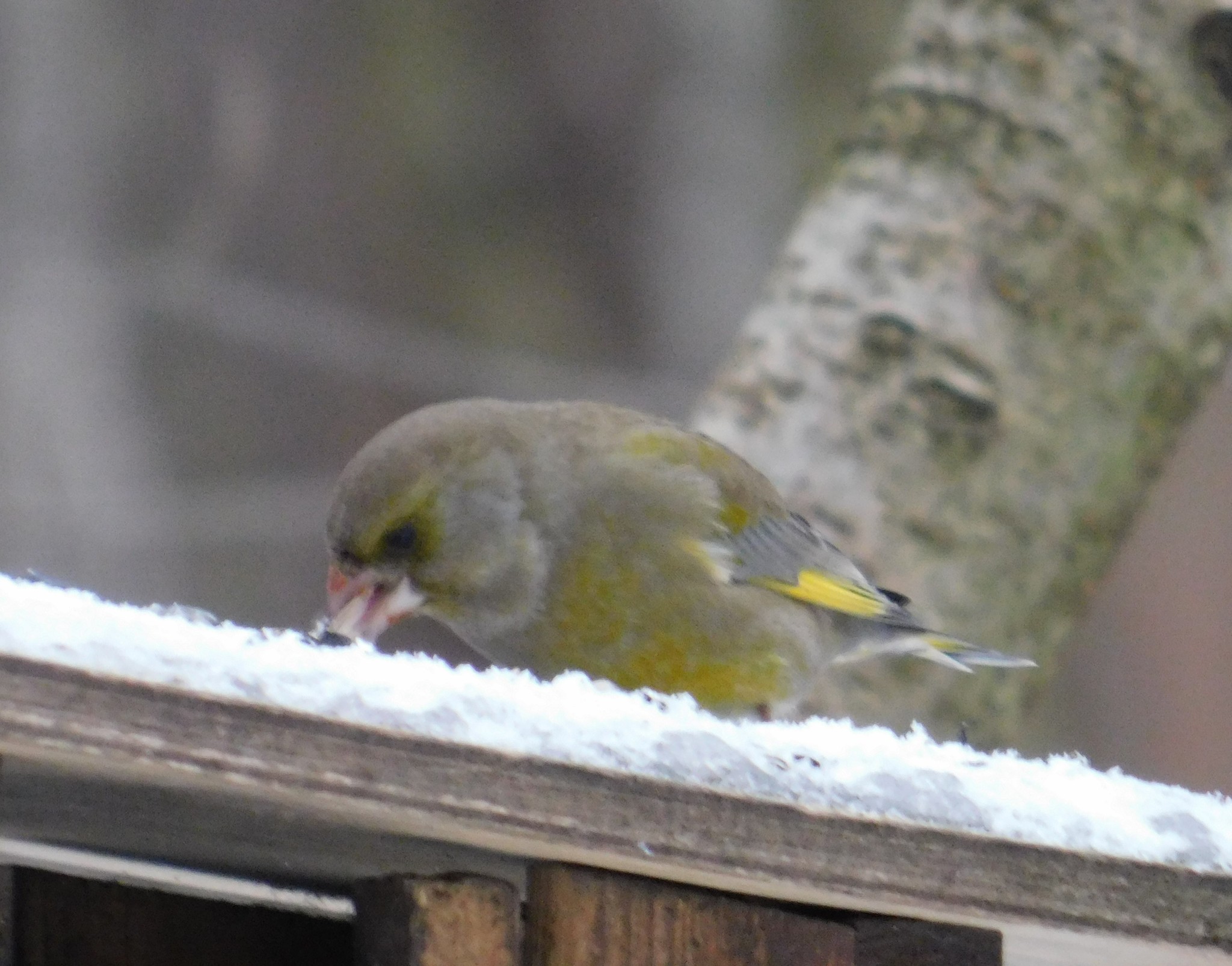 Green flowers in Sosnovka park. 01/06/2020 - My, Greenfinch, Birds, Bird watching, Ornithology, Saint Petersburg, Sosnovka Park, Longpost