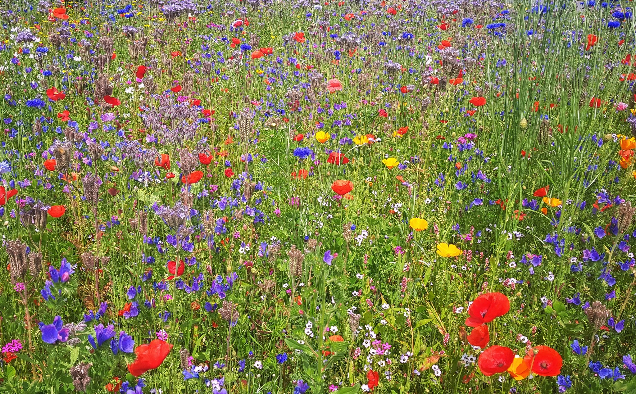 Flowers - My, Nature, Flowers, The photo