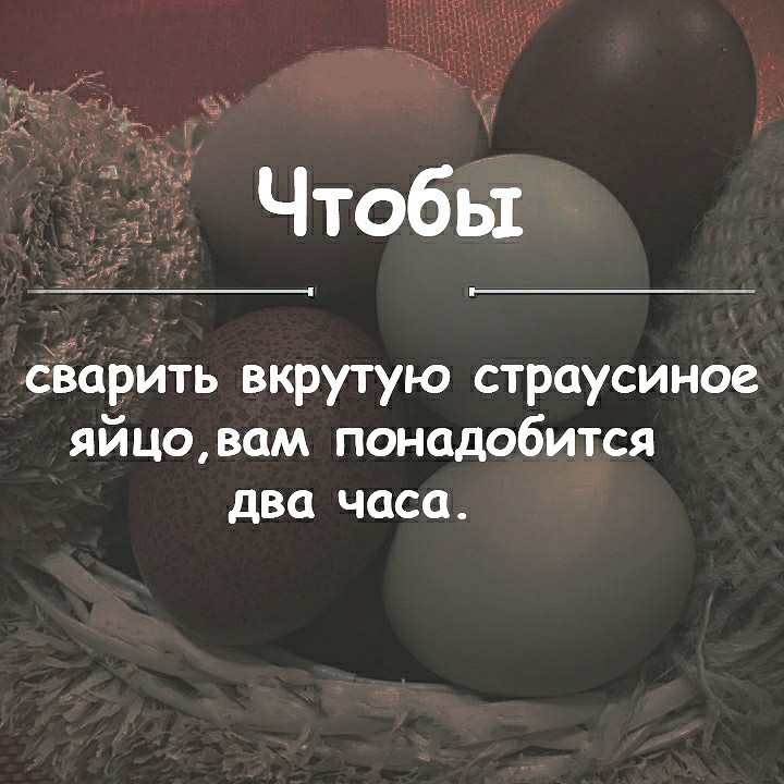 Interesting fact - Eggs, Birds, Animals, Facts