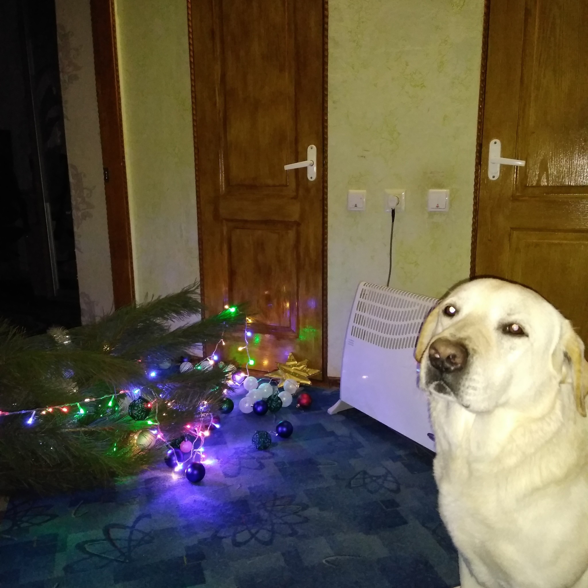 Thanks to Labrador, we decorate the tree once a week. She loves to fall here... - My, Dog, Labrador, Christmas tree, Longpost