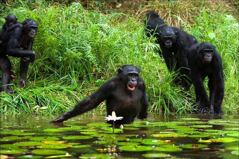 25 facts about chimpanzees and bonobos - My, The science, Nauchpop, Anthropogenesis ru, Biology, Animals, Chimpanzee, Bonobo, Primates, Longpost