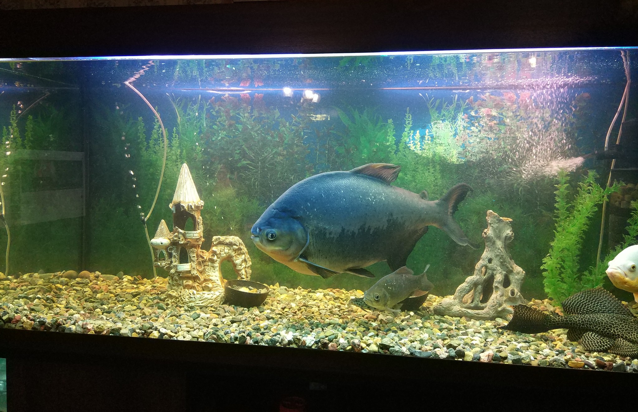 Red pacu - My, Aquarium, Aquarium fish, Piranha