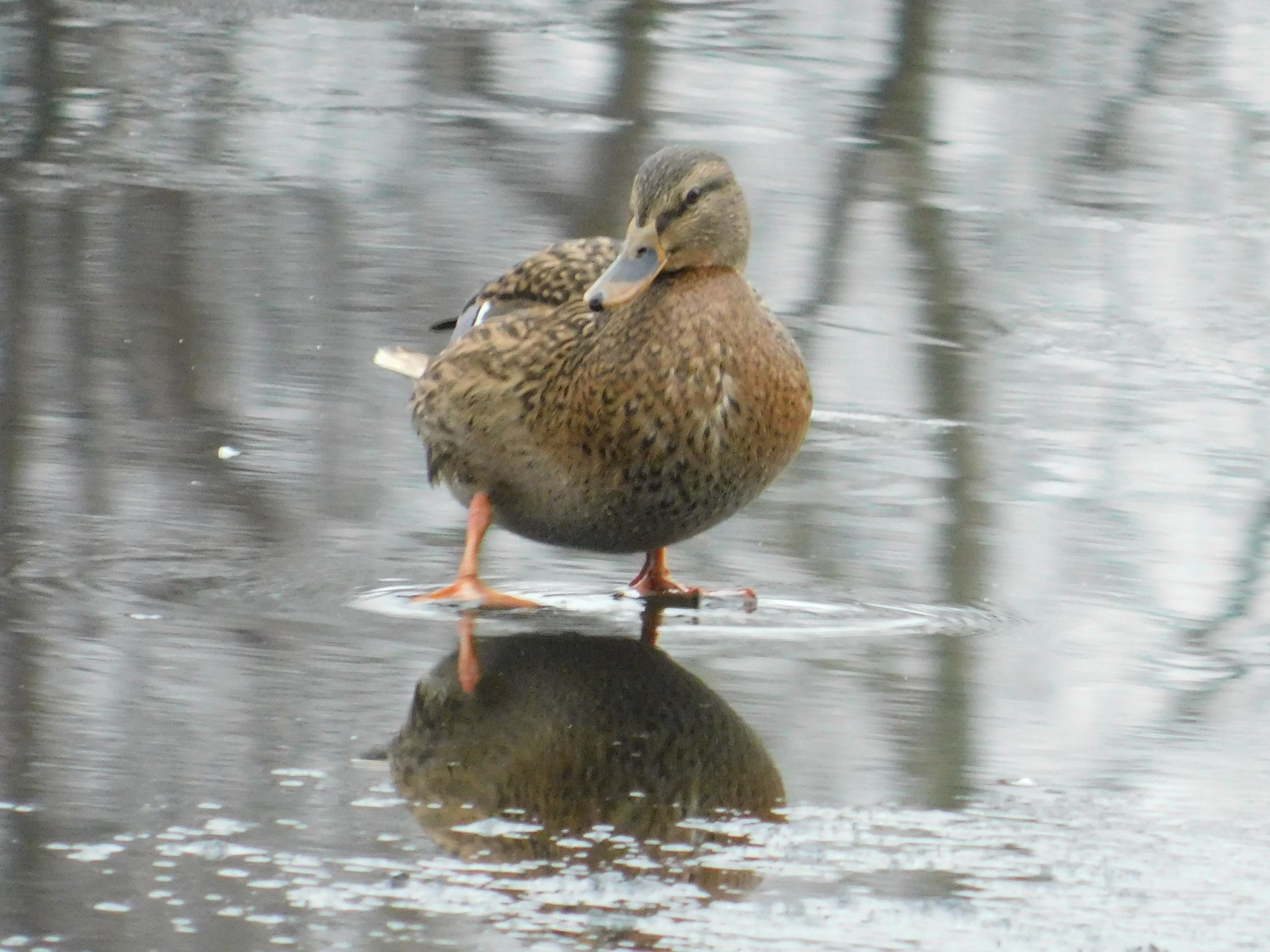 Mallards in Victory Park. 01/07/2020 - My, Mallard duck, Birds, Bird watching, Saint Petersburg, Victory park, Ornithology, Longpost