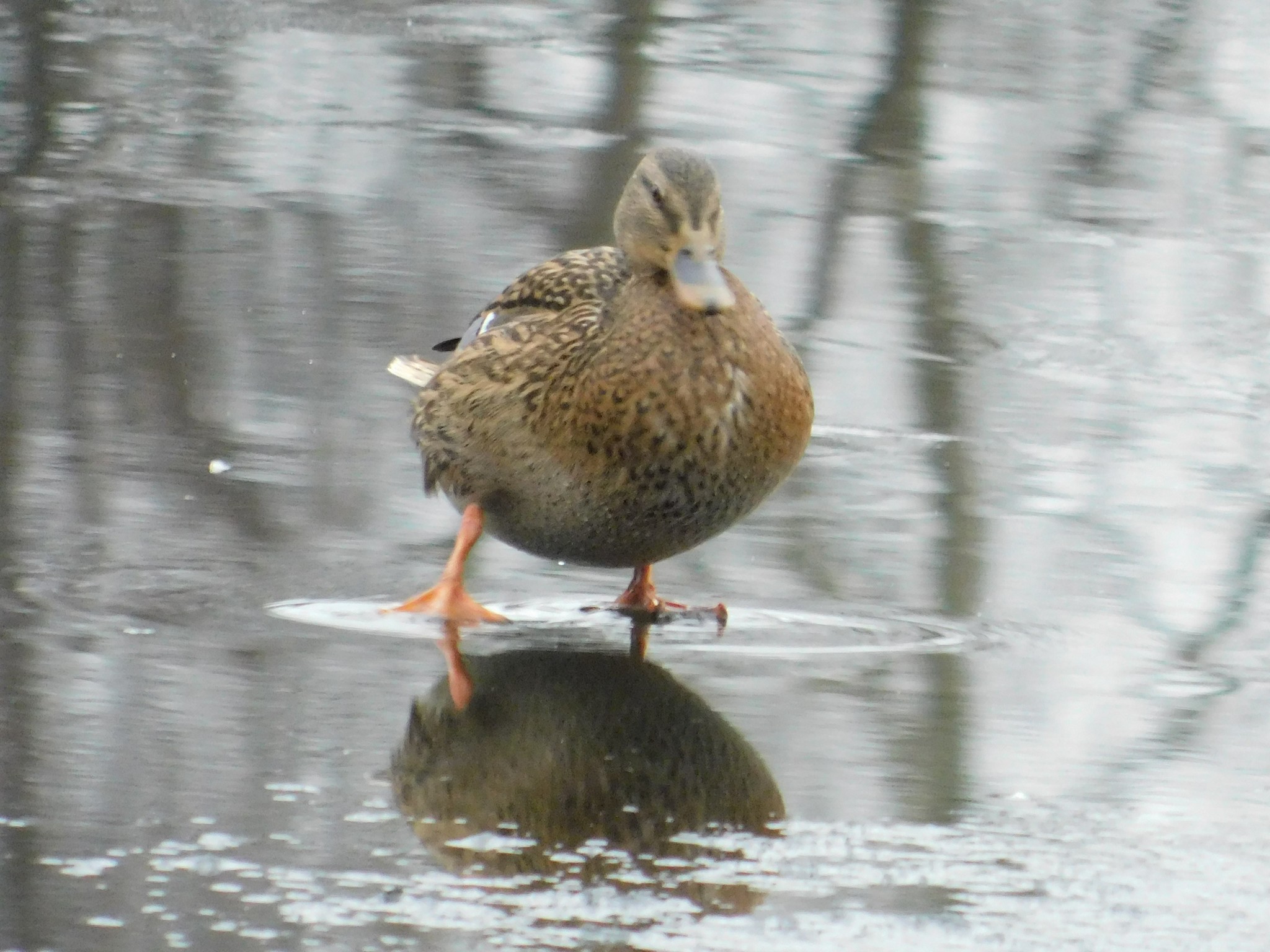 Mallards in Victory Park. 01/07/2020 - My, Mallard duck, Birds, Bird watching, Saint Petersburg, Victory park, Ornithology, Longpost