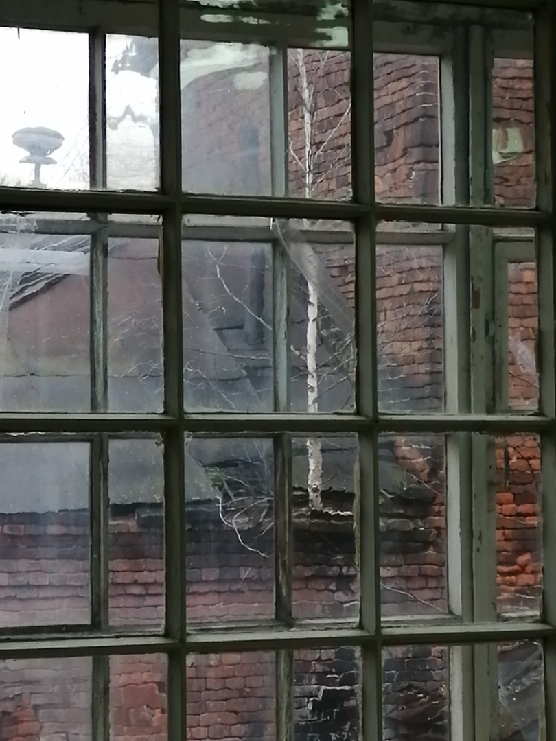 And from our window you can see a little decay. Just a tree on the roof of my institute - My, Hopelessness, Tree