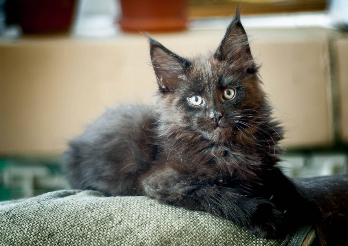 Growing cubs - My, cat, Maine Coon, Kittens, Longpost