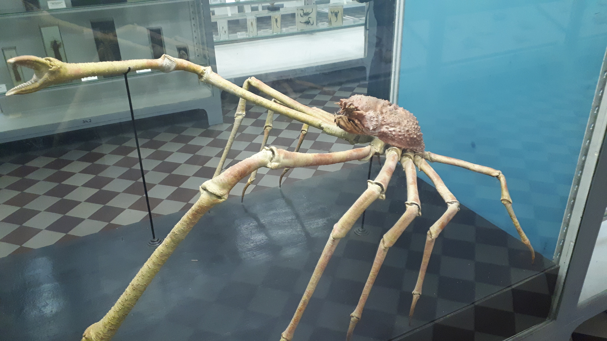 In the Zoological Museum of the Russian Academy of Sciences - My, Saint Petersburg, Museum, Biology, Story, The science, Longpost