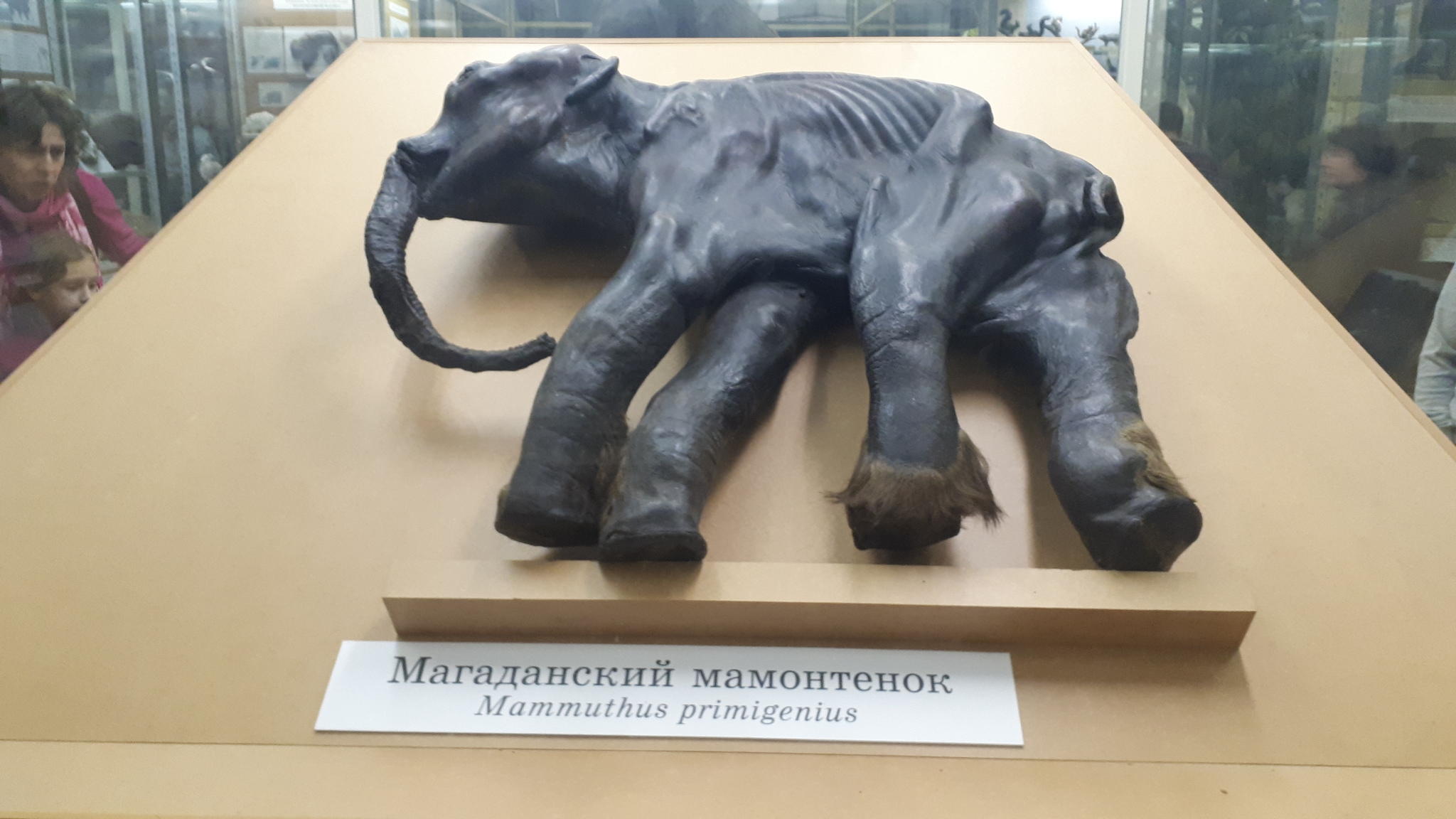 In the Zoological Museum of the Russian Academy of Sciences - My, Saint Petersburg, Museum, Biology, Story, The science, Longpost