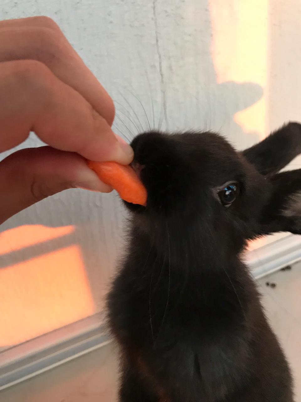 Rabbit and carrot - My, Rabbit, Animals, Pets, The photo, Longpost, Black