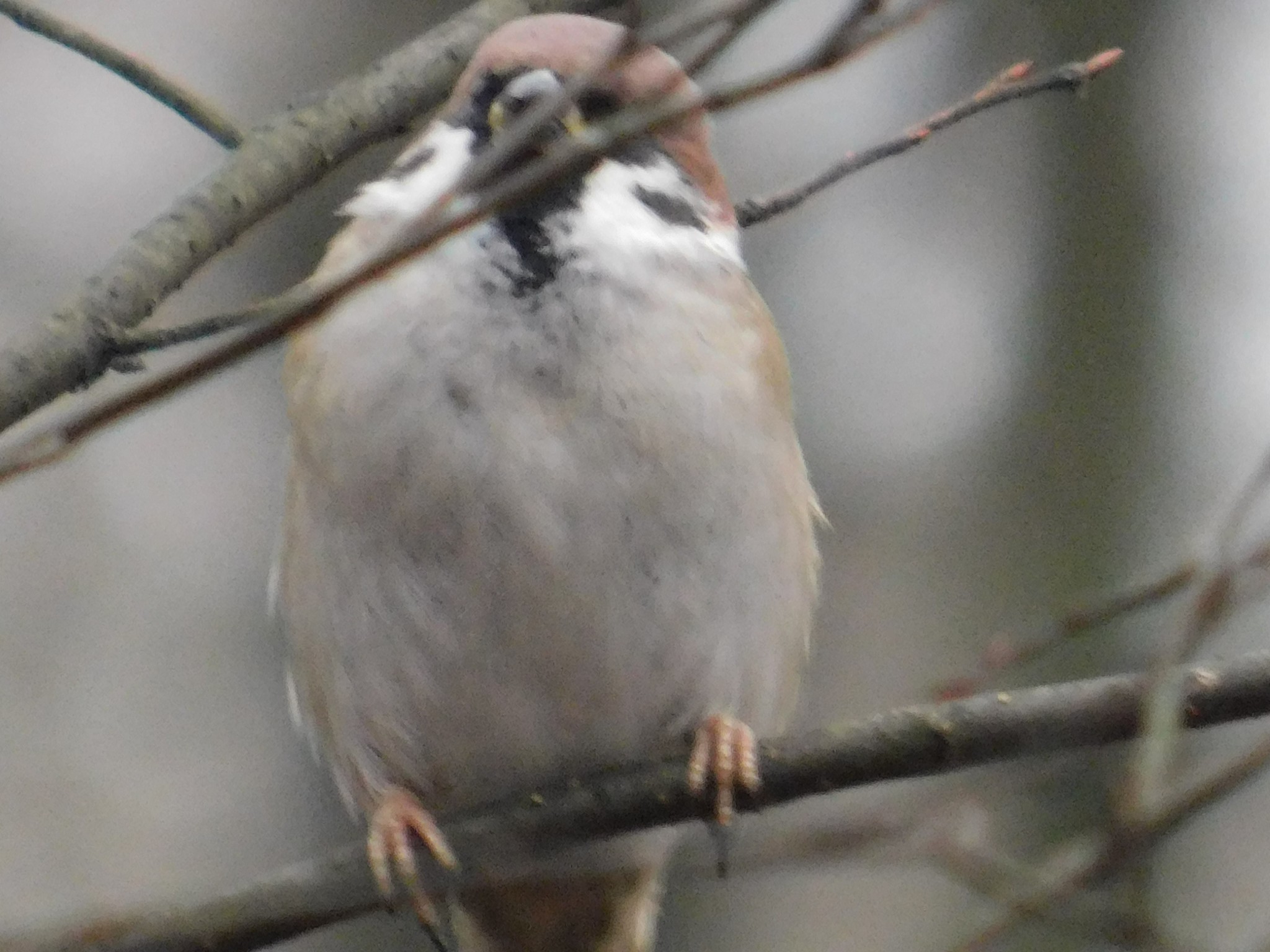 Tree sparrow. Polytech Park. 01/08/2020 - My, Sparrow, Bird watching, Saint Petersburg, Polytech, Ornithology, Birds, Longpost