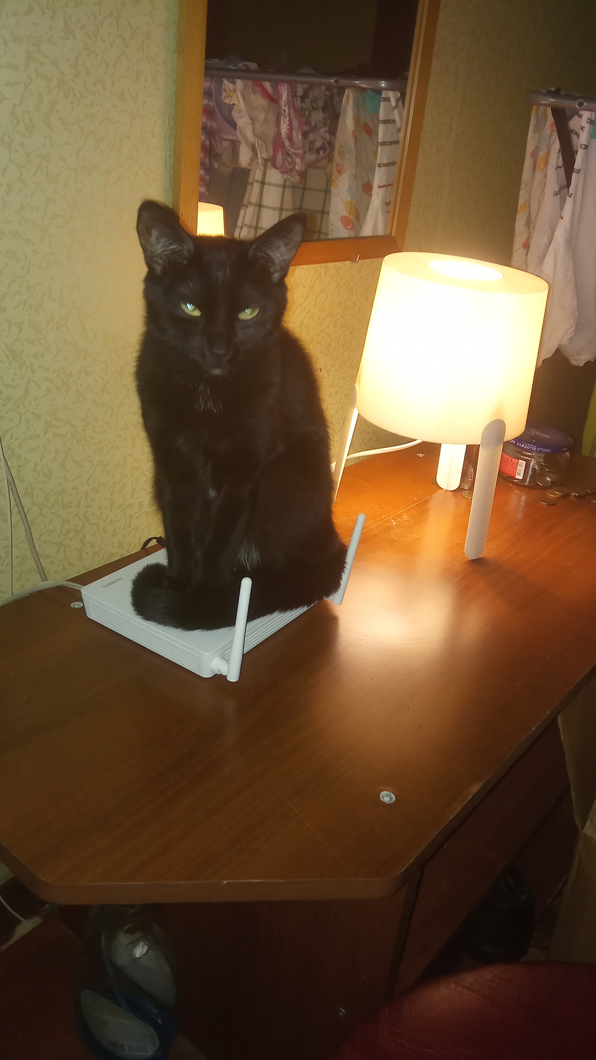 Evening cat lamp - My, cat, Cat with lamp