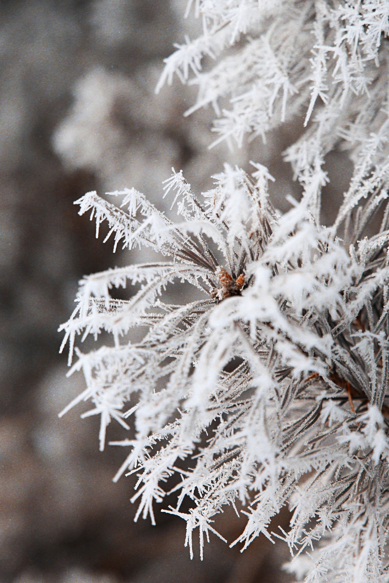 It's just frozen water - My, Winter, Canon, Longpost