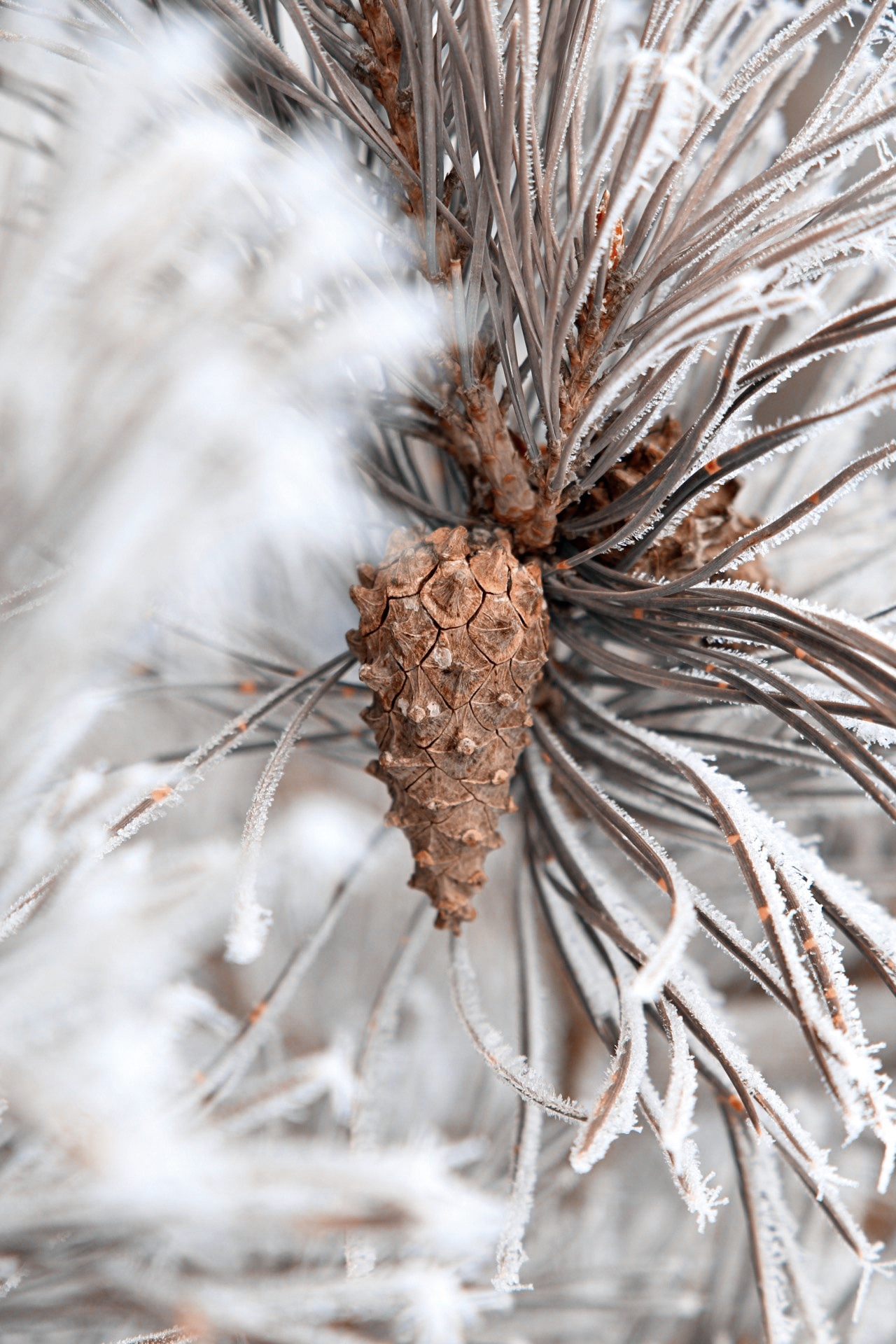 It's just frozen water - My, Winter, Canon, Longpost