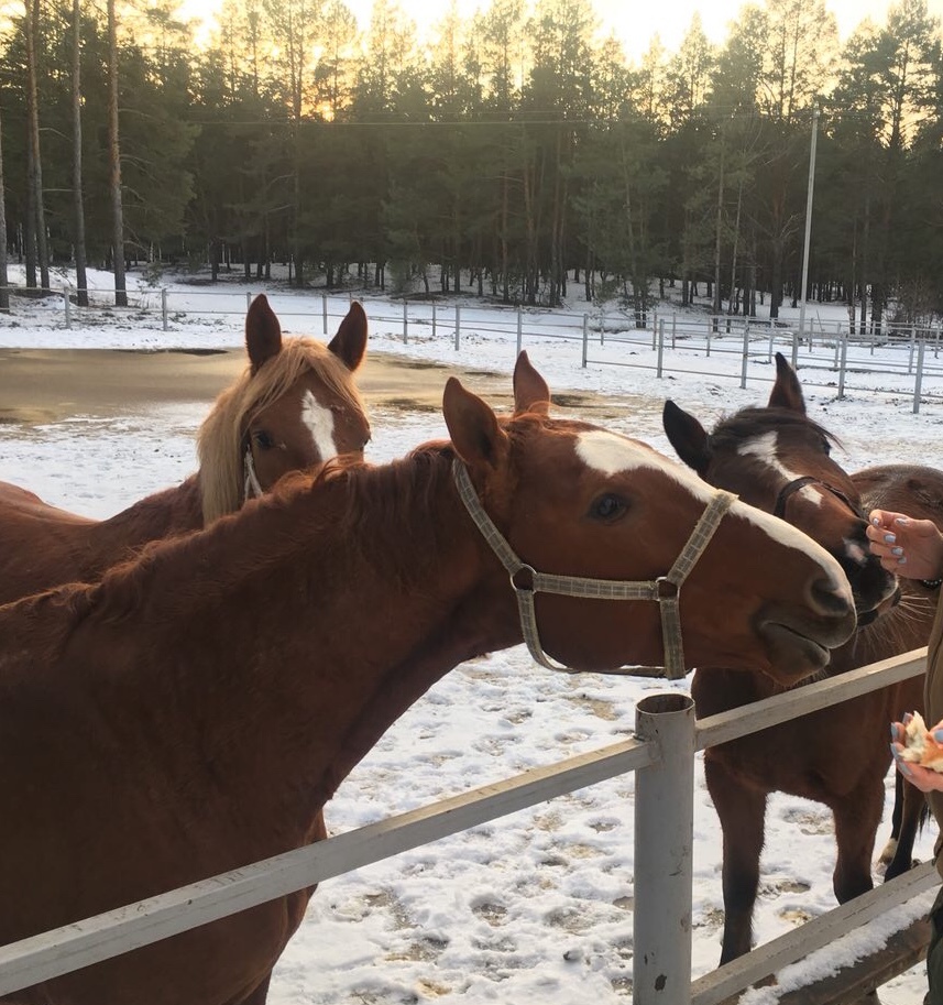 Don Father - My, Don, Horses, Russia, Longpost