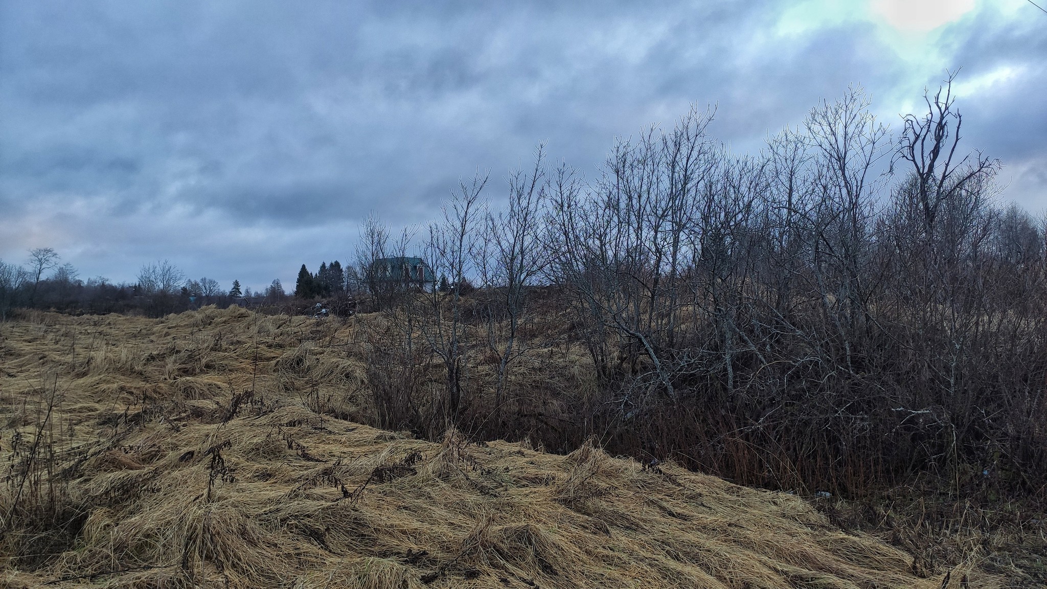 Winter has gone crazy - My, Amateur photography, Photo on sneaker, Winter, Nature