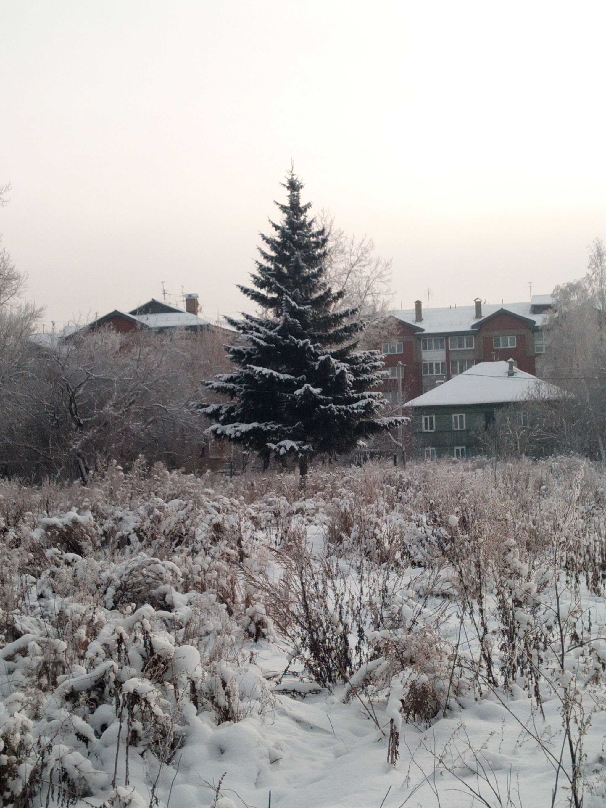 Gorgeous - My, Christmas trees, beauty, Street photography, beauty of nature, Nature