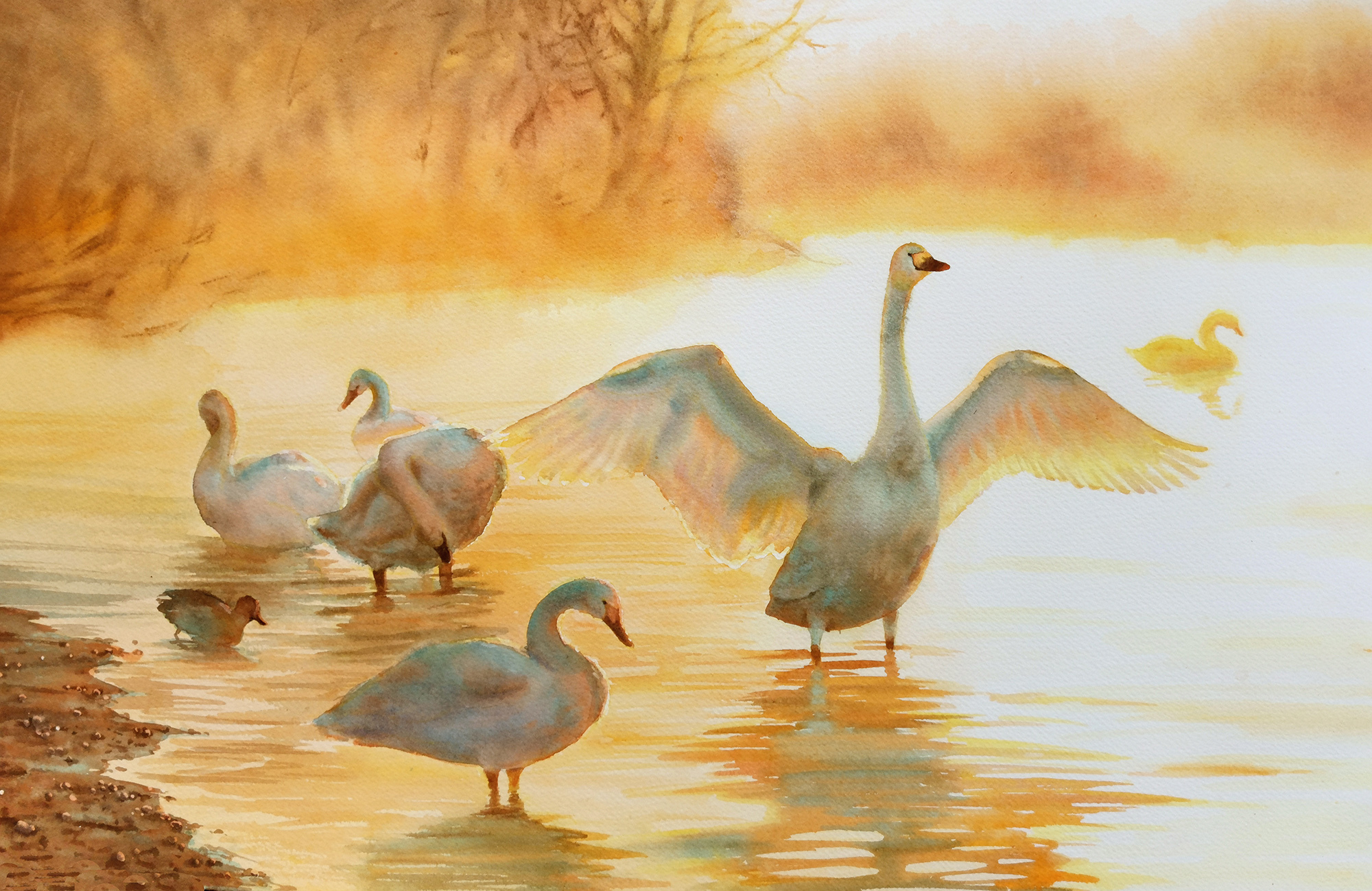 Sun swans. Watercolor - My, Watercolor, Painting, Swans, Swan Lake