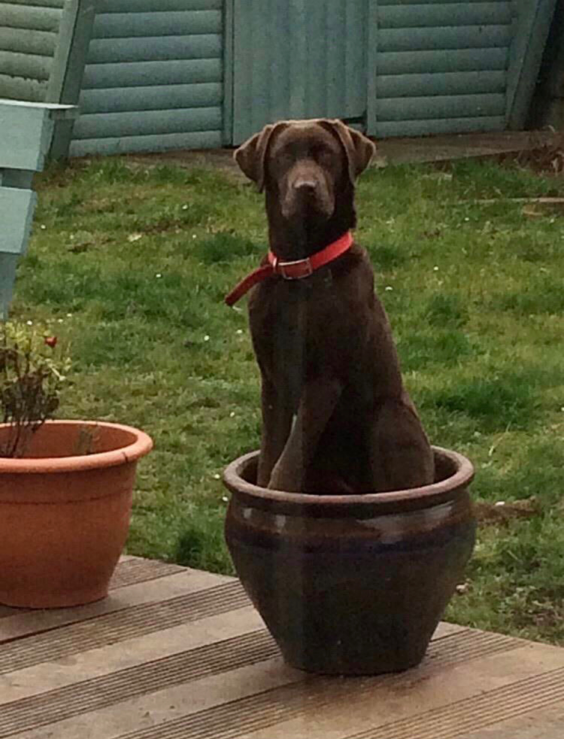 Potted dog is a rare species of the labradorite plant family - Dog, Plants, Carnivorous, Dog days