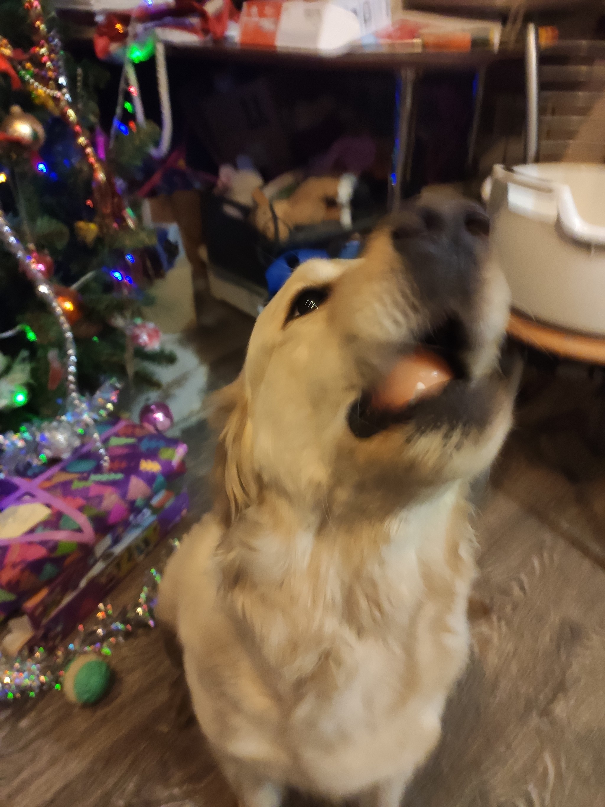 How I offended the retriever. New Year's - My, Golden retriever, Christmas tree, Danger, Story, Longpost, Dog, Christmas decorations