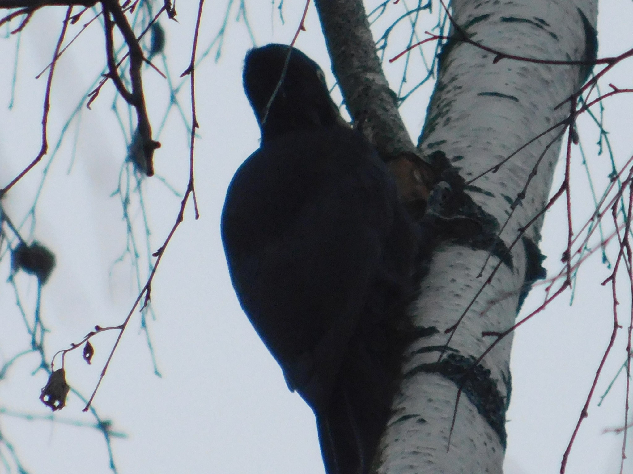 Zhelna in Sosnovka Park. 01/10/2020 - My, Woodpecker yellow, Sosnovka Park, Saint Petersburg, Bird watching, Ornithology, Birds, Video, Longpost, Woodpeckers