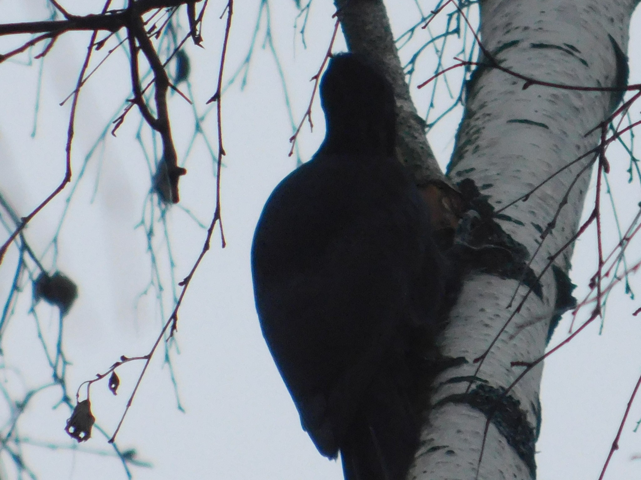 Zhelna in Sosnovka Park. 01/10/2020 - My, Woodpecker yellow, Sosnovka Park, Saint Petersburg, Bird watching, Ornithology, Birds, Video, Longpost, Woodpeckers