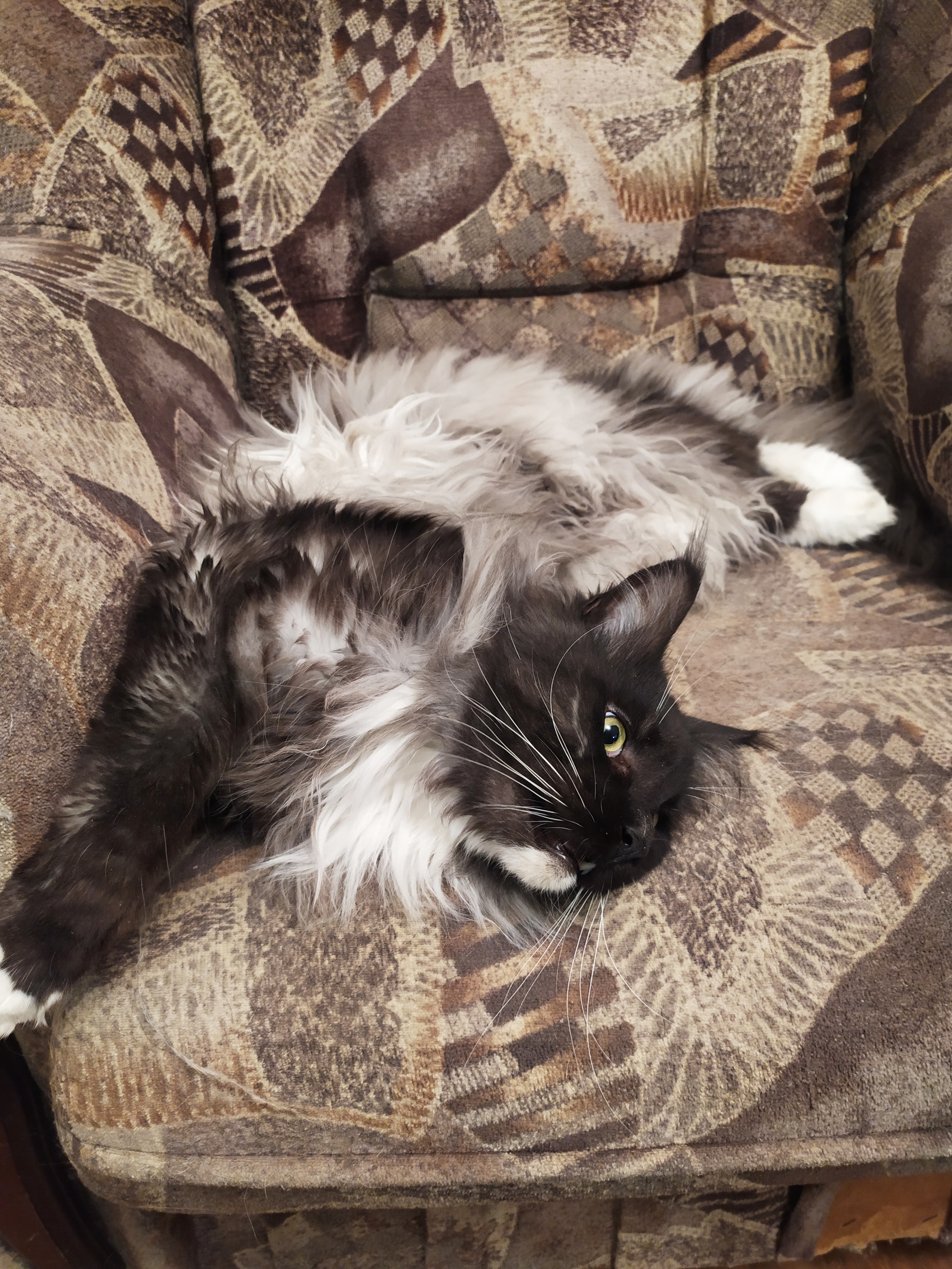 Cat at 180' - My, cat, Catomafia, Pets, Maine Coon, Longpost