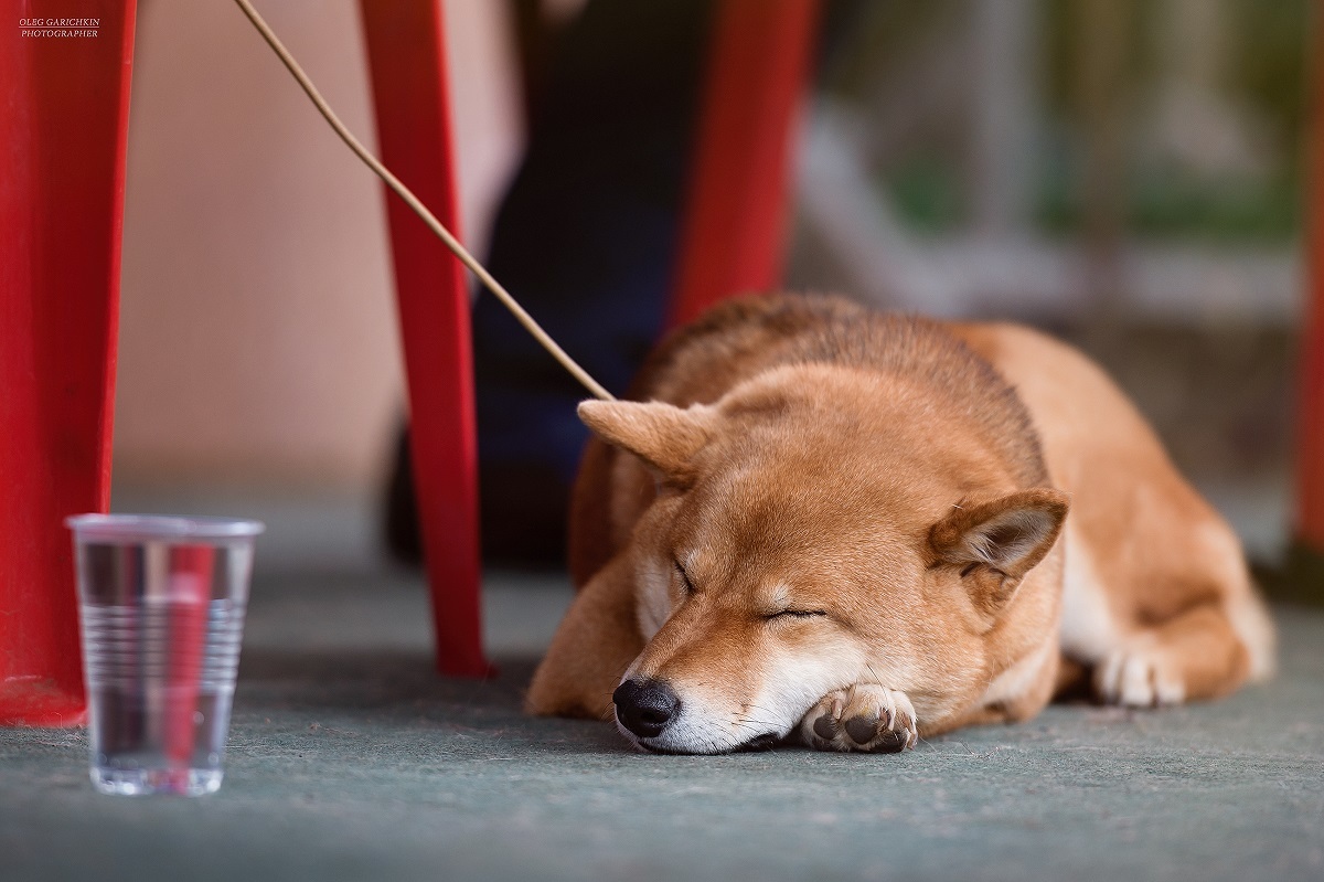 Another series of reportage photographs from dog shows held in the South of Russia - enjoy viewing and good mood))) - My, Dog, Dogs and people, Dog lovers, Dog days, Dog show, Animalistics, Longpost