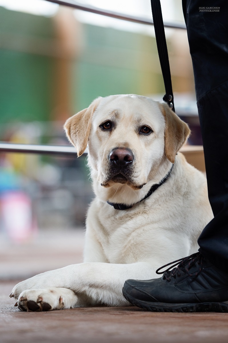 Another series of reportage photographs from dog shows held in the South of Russia - enjoy viewing and good mood))) - My, Dog, Dogs and people, Dog lovers, Dog days, Dog show, Animalistics, Longpost