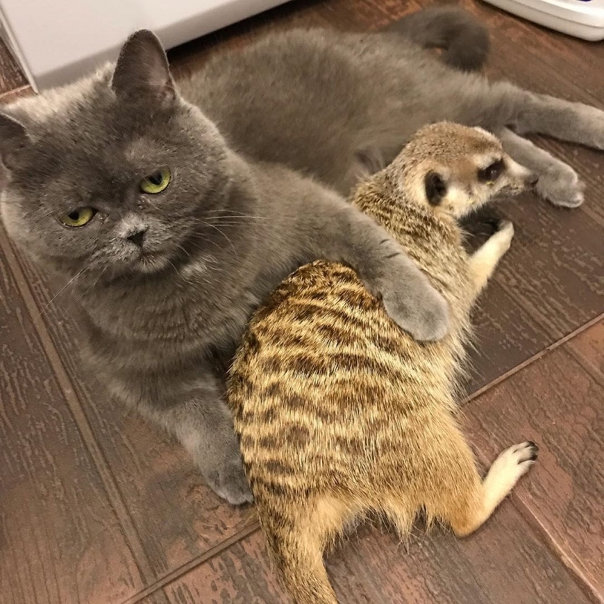 Unusual Friendship - cat, Meerkat, Pets, Friends, Saint Petersburg, Longpost