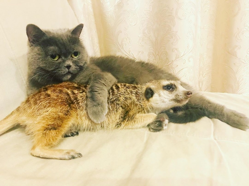 Unusual Friendship - cat, Meerkat, Pets, Friends, Saint Petersburg, Longpost