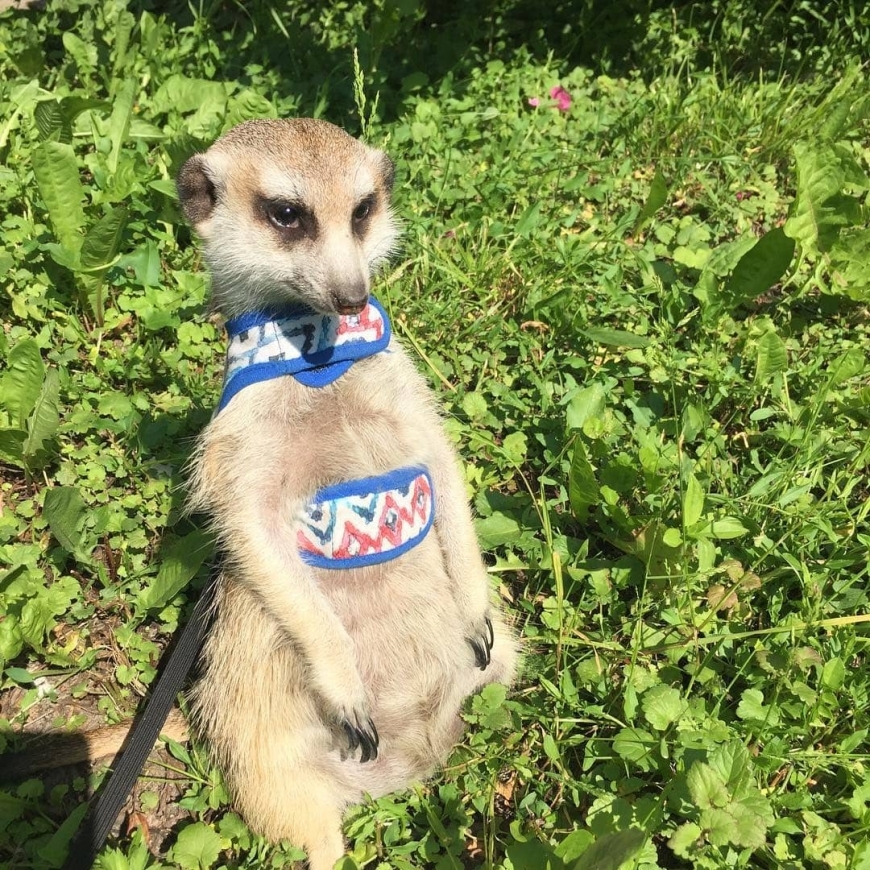 Unusual Friendship - cat, Meerkat, Pets, Friends, Saint Petersburg, Longpost