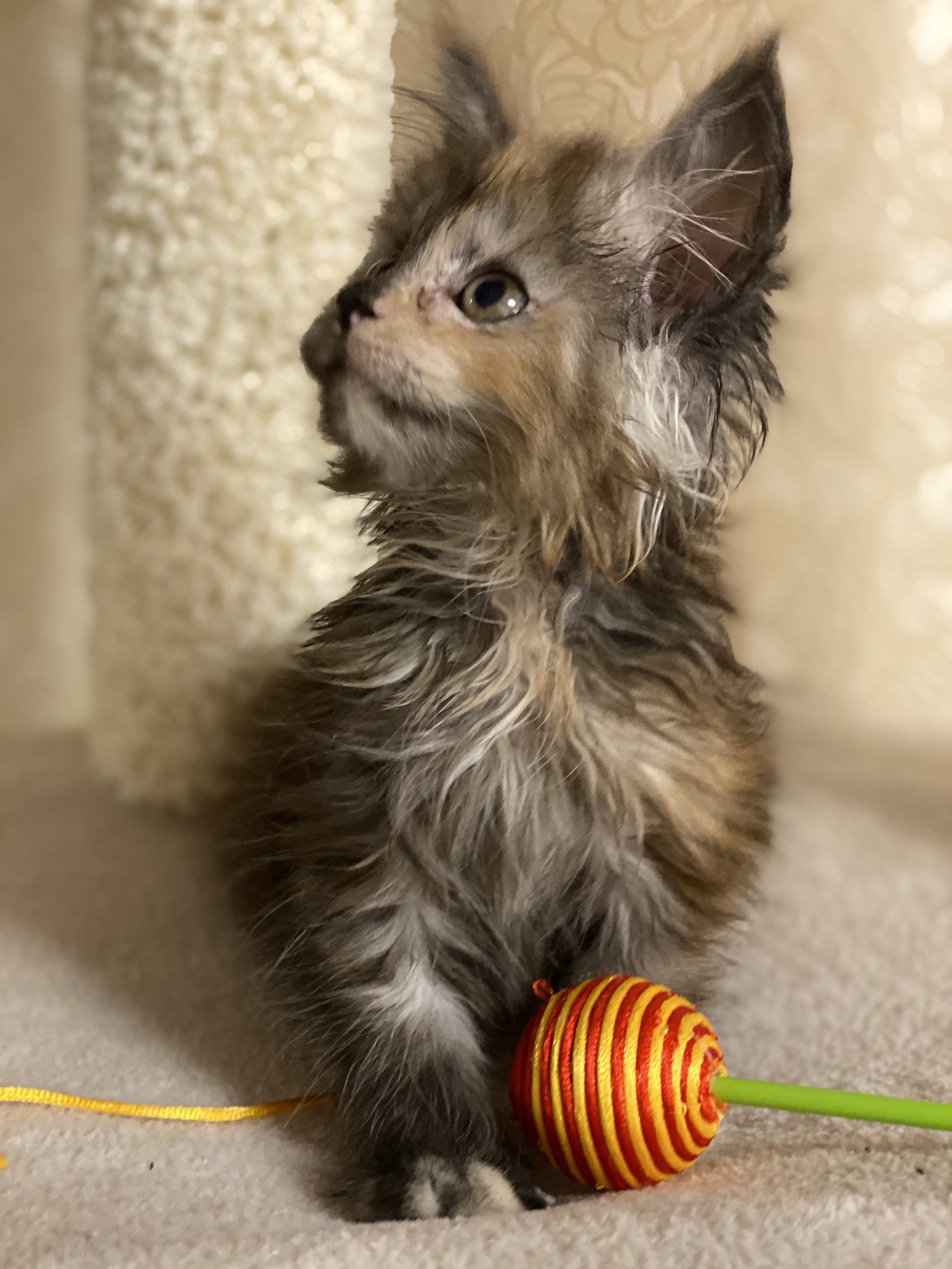 Tricolor cat Laurka, bringing happiness - My, Maine Coon, Tricolor cat, Happiness, Longpost, cat, Kittens