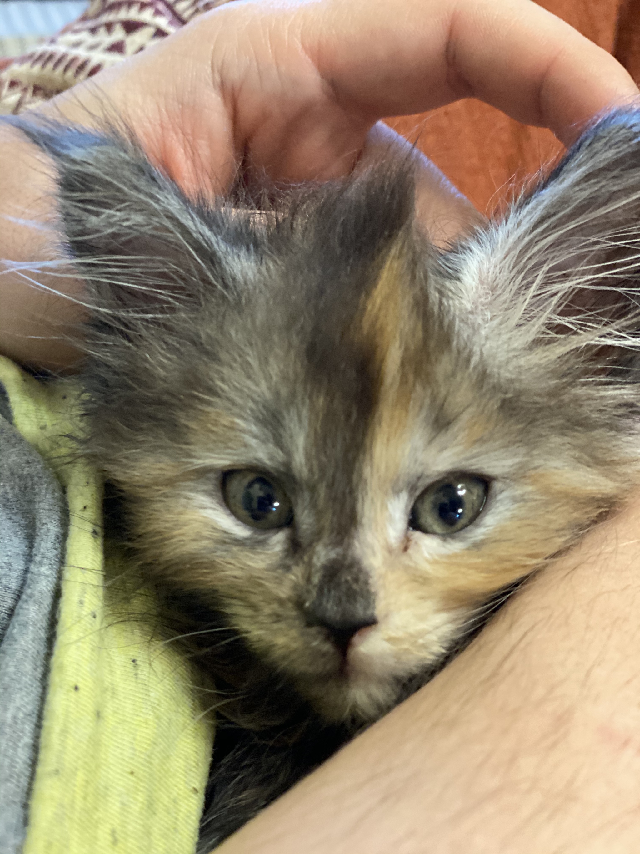 Tricolor cat Laurka, bringing happiness - My, Maine Coon, Tricolor cat, Happiness, Longpost, cat, Kittens