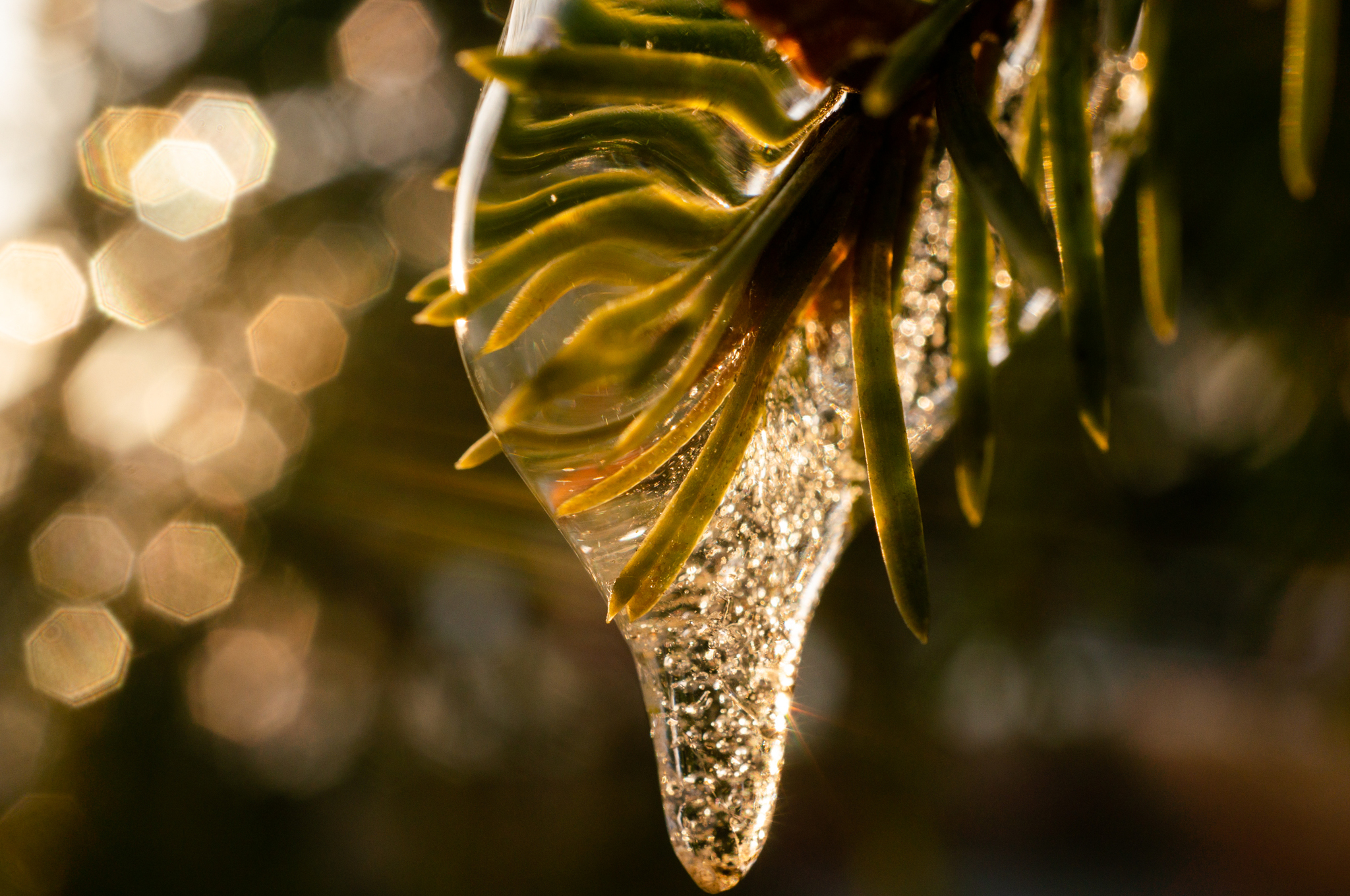 freezing rain - My, The photo, Macro photography, Ice, Winter, Longpost, Freezing rain