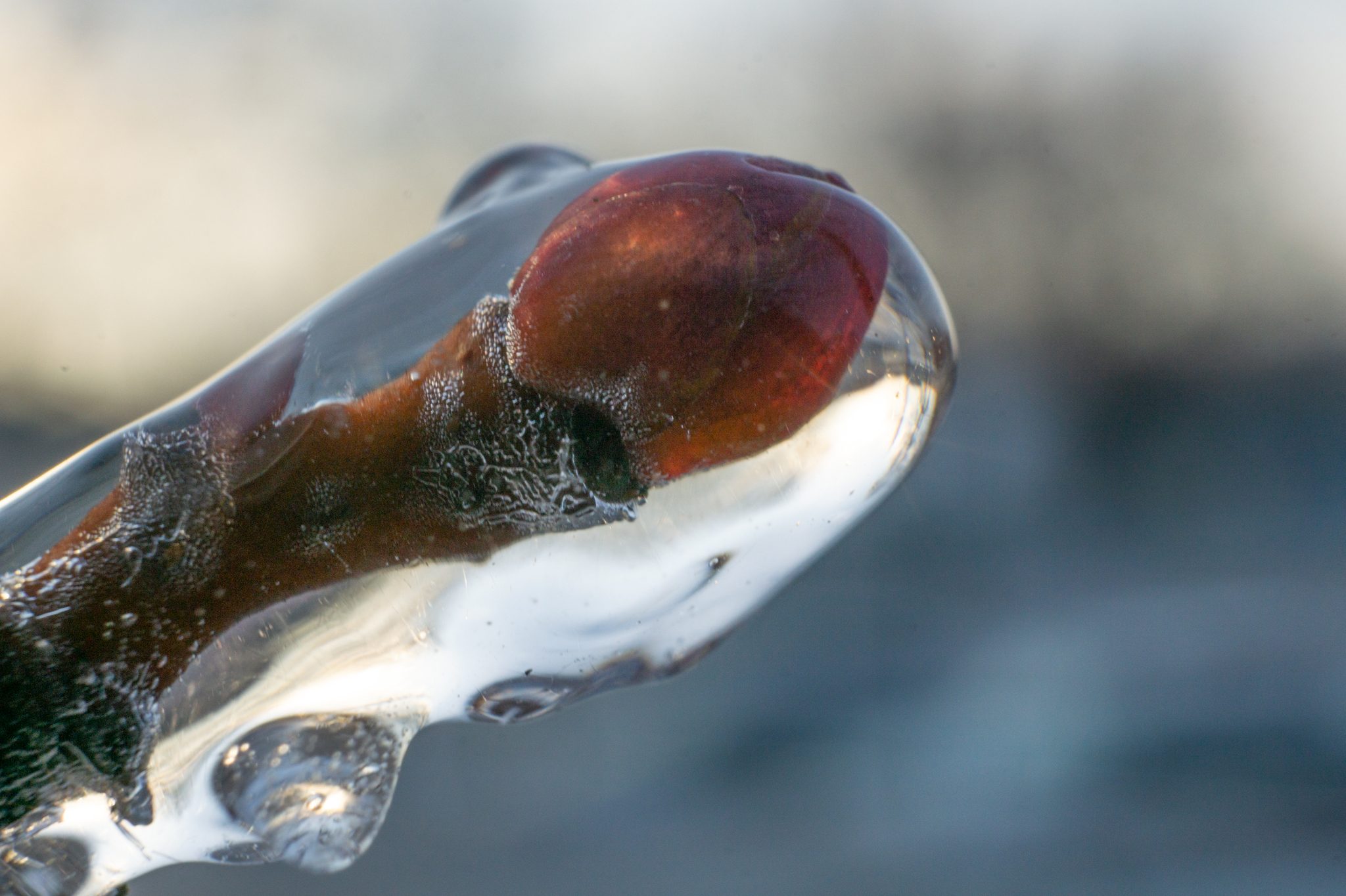 freezing rain - My, The photo, Macro photography, Ice, Winter, Longpost, Freezing rain