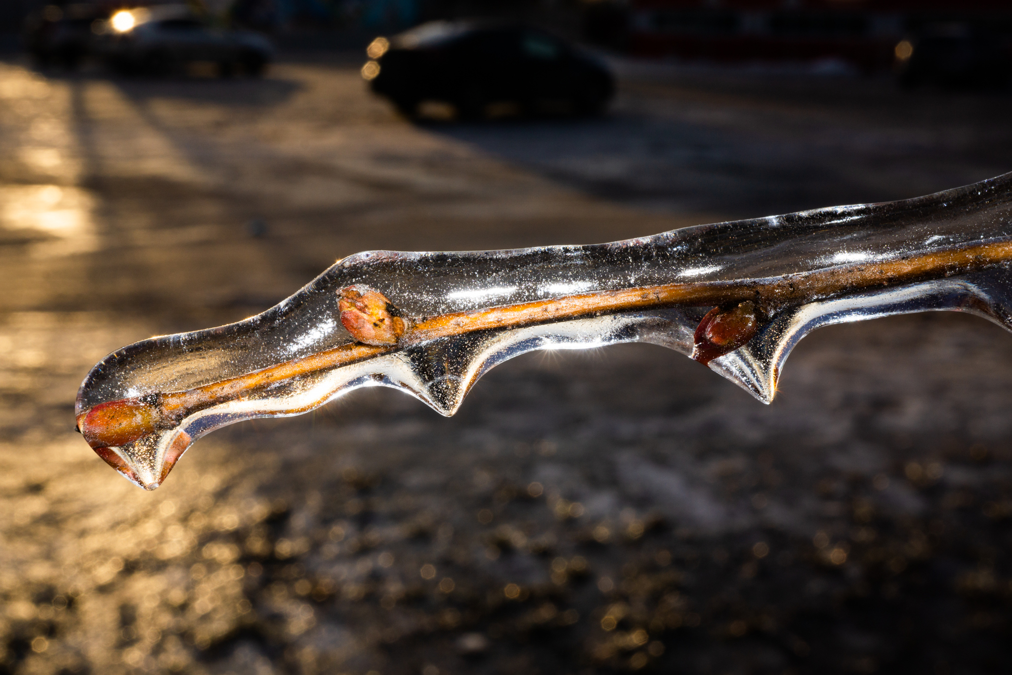 freezing rain - My, The photo, Macro photography, Ice, Winter, Longpost, Freezing rain