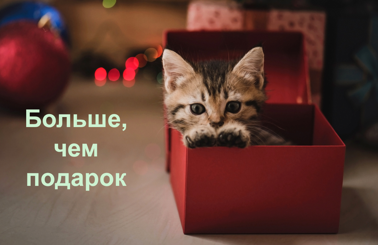 Кот Подарок Картинка – Telegraph