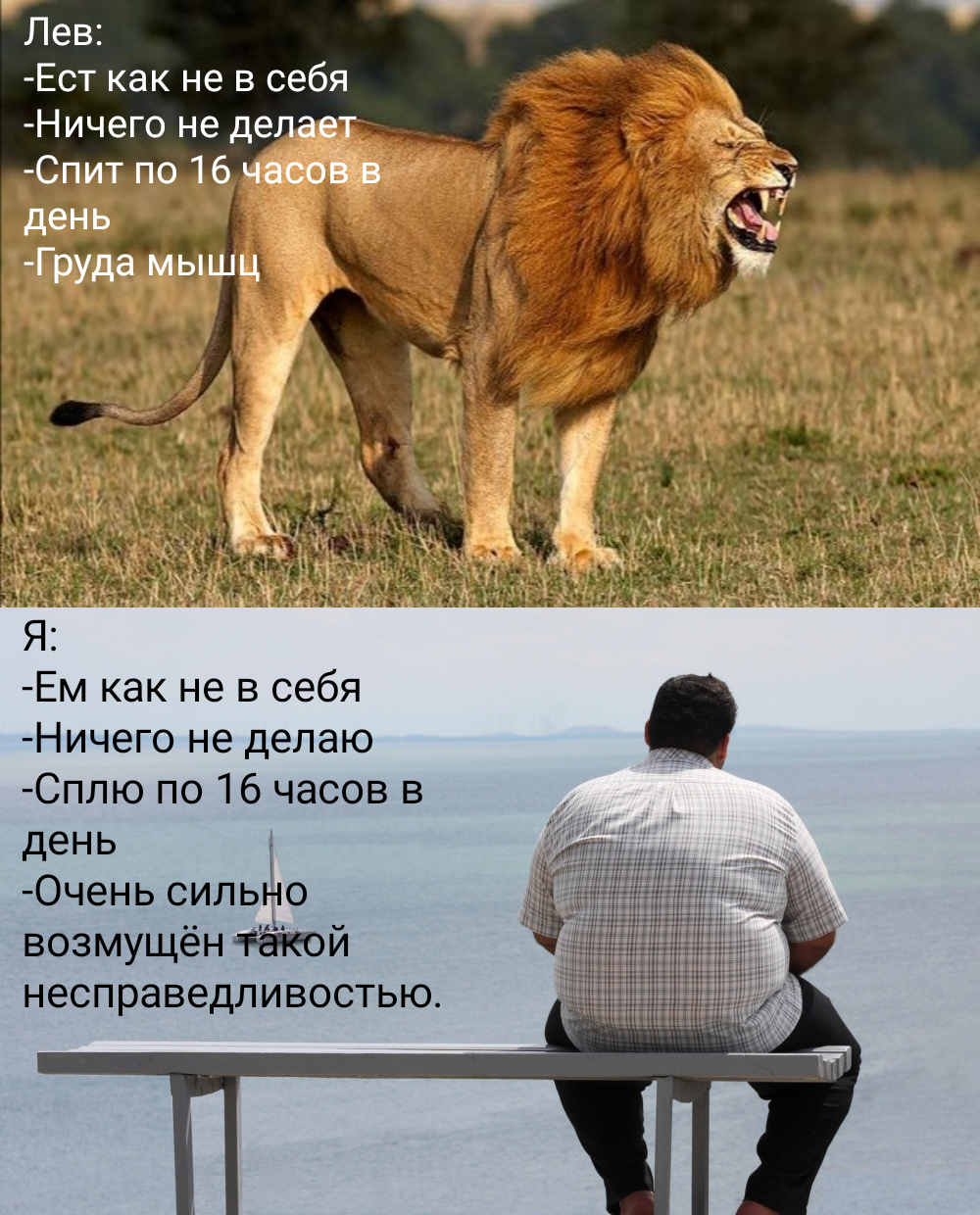 Questions for evolution - Evolution, a lion, Fullness, Picture with text