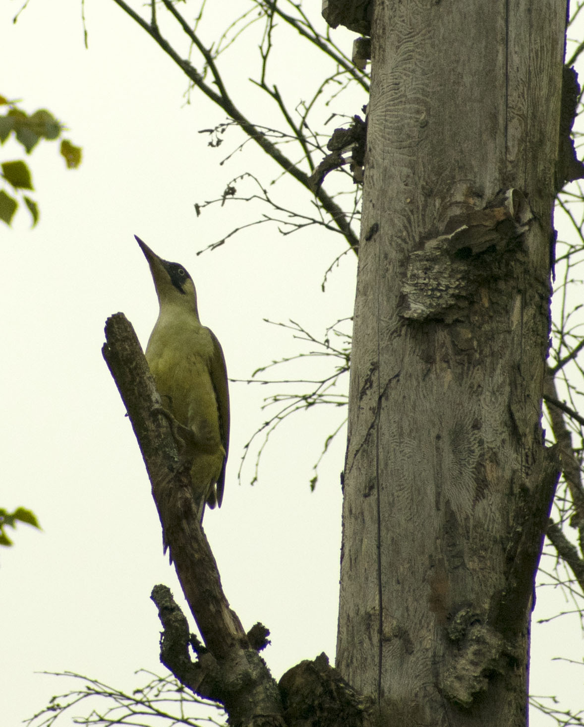 First post - My, Birds, Ornithology, Woodpeckers, Photo hunting, Nature, The nature of Russia, Schelkovo, Longpost