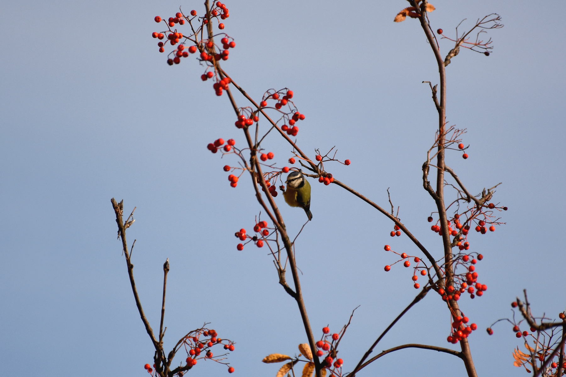 Titmouse balancing act - My, The photo, Tit, Lazorevka, Autumn, Rowan