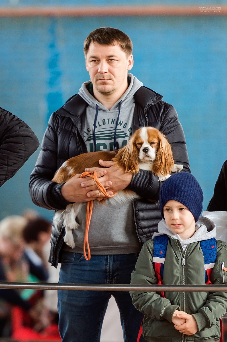 Another series of reportage photos from dog shows held in the South of Russia - enjoy viewing and good mood)) - My, Dog, Dogs and people, Dog lovers, Dog days, Dog show, Animalistics, Longpost