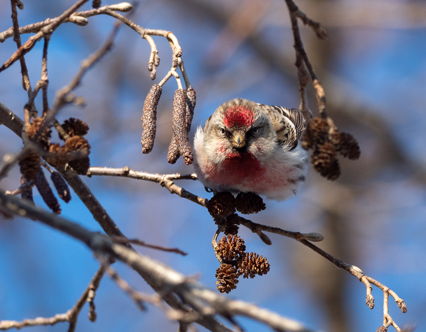 Angry Bird - My, Redpoll, Birds