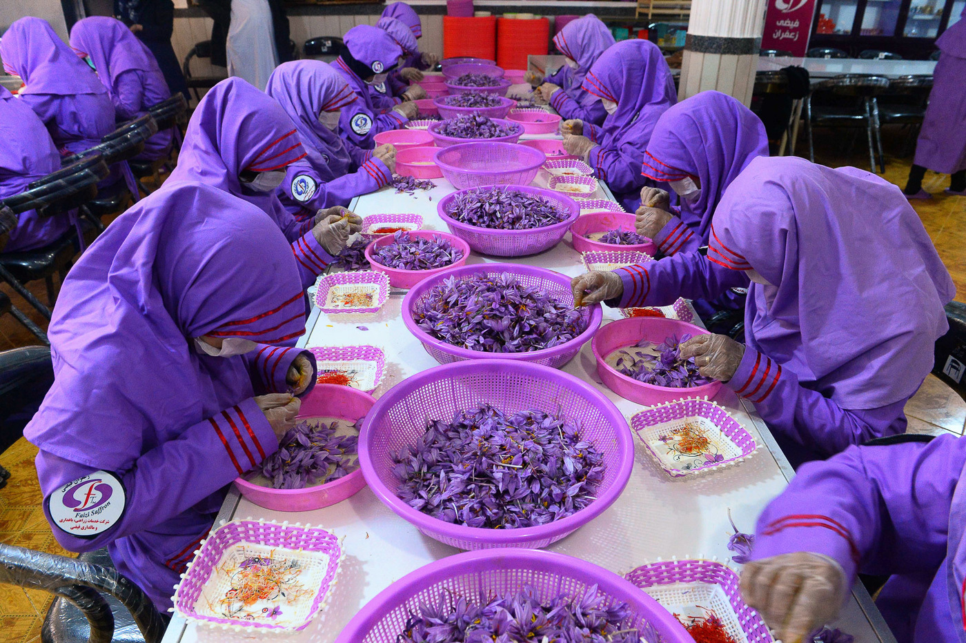 Processing saffron flowers for spice, Afghanistan - The photo, Saffron, Afghanistan, Spices