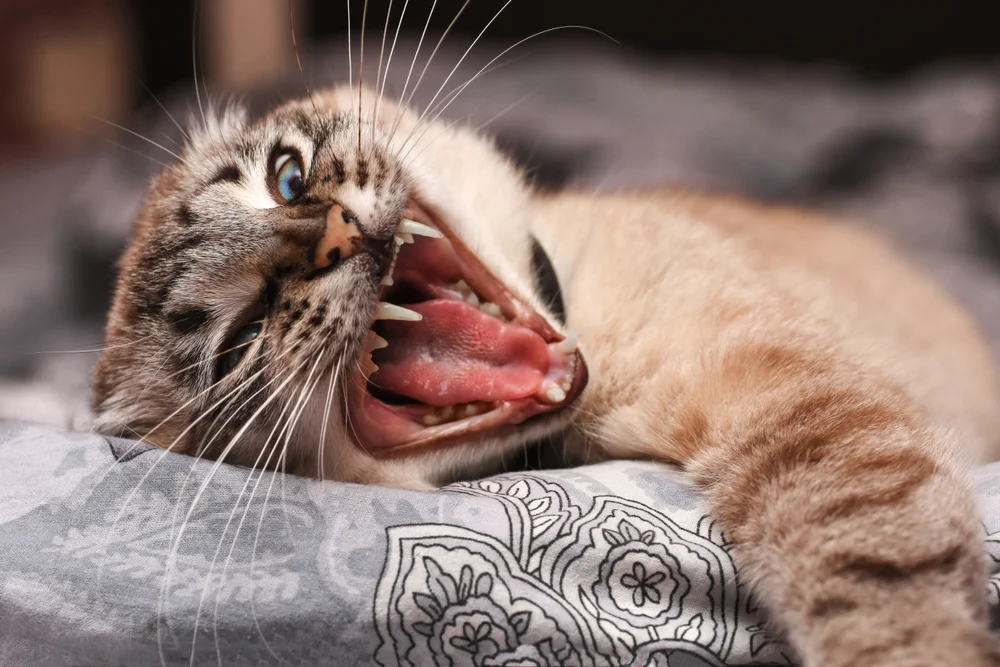 4 reasons for aggression in cats - cat, Aggression