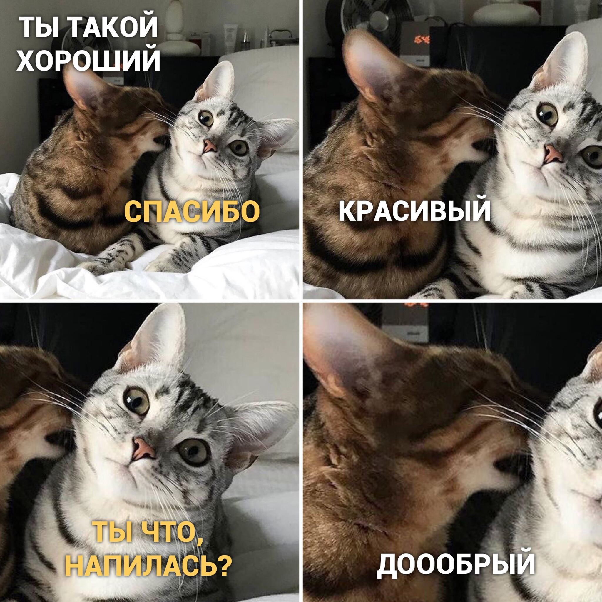 Мемы с кошками. Кот Мем. Кот из мемы. TVS C rjnfvb.