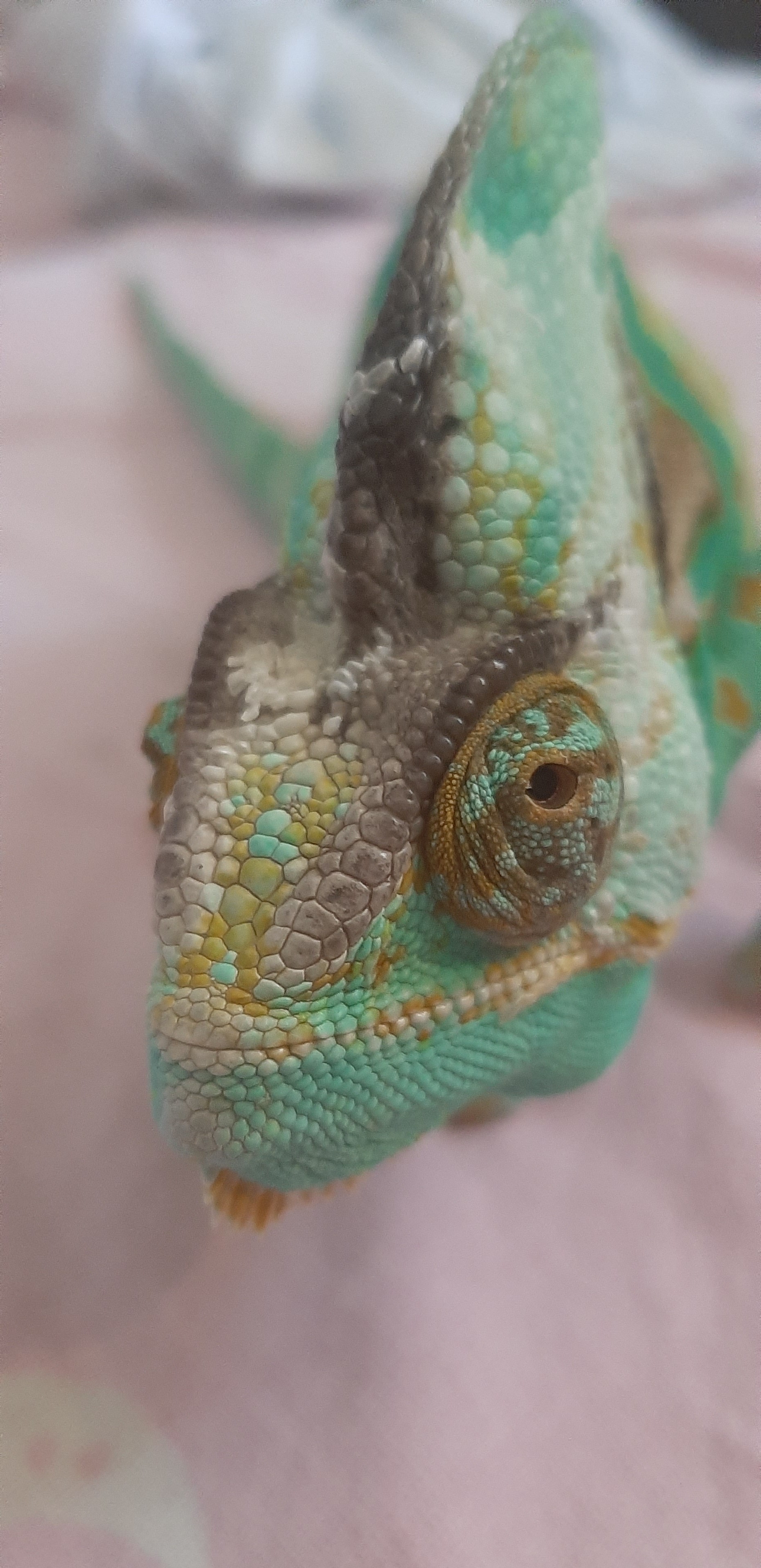 Chameleon in the house - My, Pets, Chameleon, Longpost