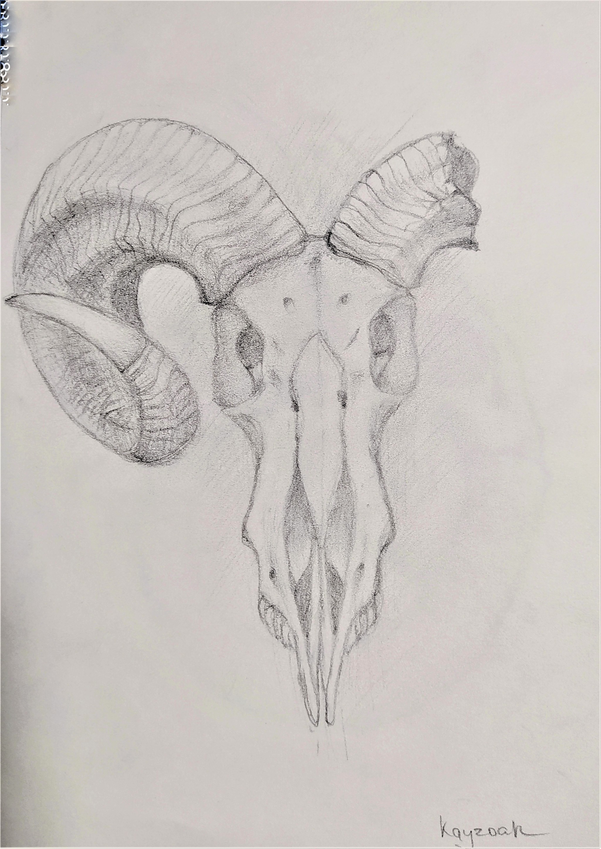 Skulls - My, Scull, Pencil drawing, Eye sockets, Horns, Tip, Anatomy, Longpost